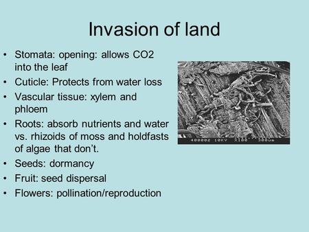Invasion of land Stomata: opening: allows CO2 into the leaf Cuticle: Protects from water loss Vascular tissue: xylem and phloem Roots: absorb nutrients.
