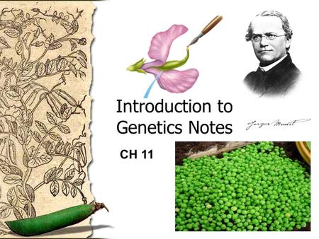 Introduction to Genetics Notes CH 11 Go to Section:
