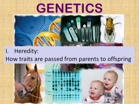 GENETICS I.Heredity: How traits are passed from parents to offspring.