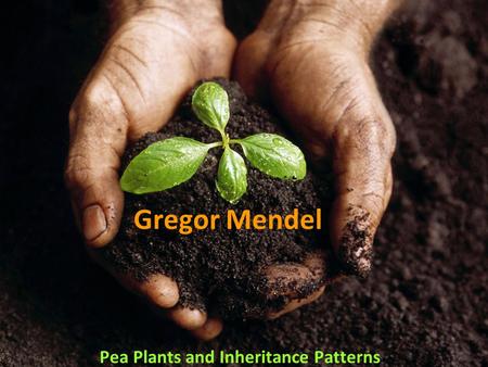 Gregor Mendel Pea Plants and Inheritance Patterns.