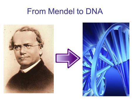From Mendel to DNA. Recap from previous lessons 1.Mitosis produces daughter cells with: a.fewer chromosomes than the parent cell b.more chromosomes than.