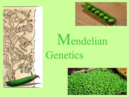 M endelian Genetics. Austrian Monk Father of Genetics Pea Plant Experiments (1858-1868)