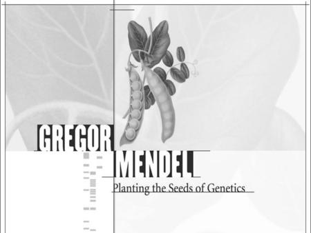 Gregor Mendel The study of heredity started with the work of Gregor Mendel and his pea plant garden. Gregor Mendel is considered to be the father of genetics.