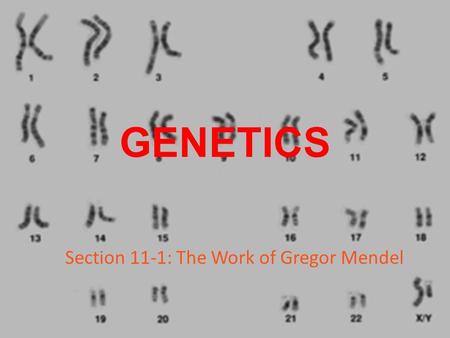 GENETICS Section 11-1: The Work of Gregor Mendel.