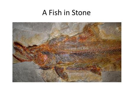 A Fish in Stone. I have been in that stone for over a million years. What a journey to finally come out and tell my story. Excuse me, my name is Coho.