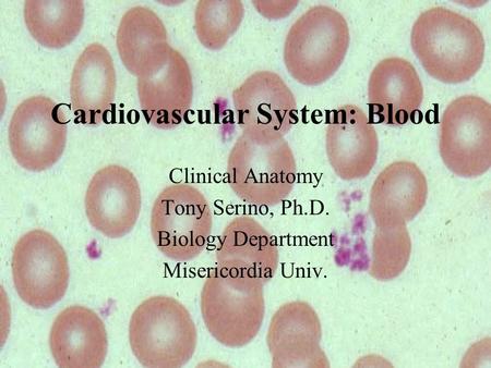 Cardiovascular System: Blood Clinical Anatomy Tony Serino, Ph.D. Biology Department Misericordia Univ.