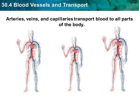 30.4 Blood Vessels and Transport Arteries, veins, and capillaries transport blood to all parts of the body.