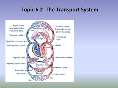 Topic 6.2 The Transport System