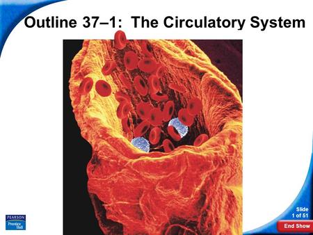 Outline 37–1: The Circulatory System