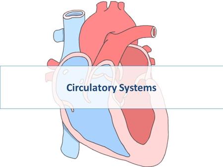 Circulatory Systems Take a look at a skeleton and see how well a heart is protected — open heart surgery takes breaking a body to get to the heart.