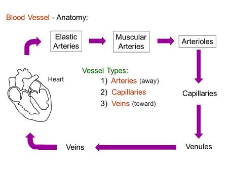Blood Vessel - Anatomy: