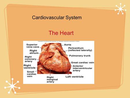 Cardiovascular System The Heart. Both Sides (now)