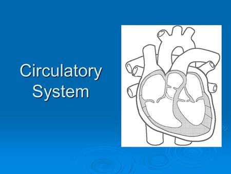 Circulatory System. Heart Terms Myocardium – The muscle that forms the heart wall. Creates the “beat” of the heart. Endocardium – A tough membrane that.