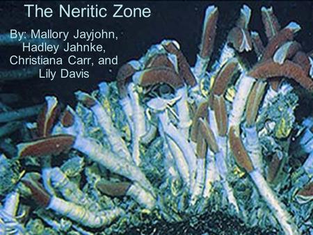 The Neritic Zone By: Mallory Jayjohn, Hadley Jahnke, Christiana Carr, and Lily Davis.