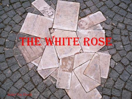 The White rose Ashley Van Elswyk.