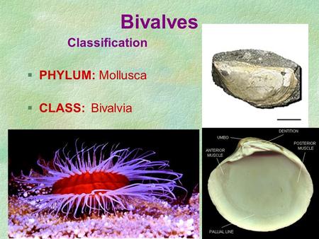 Bivalves Classification PHYLUM: Mollusca CLASS:	Bivalvia.