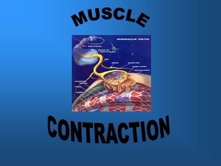 Yesterday we finished off talking about the different kinds of muscle contractions. Today we are going to look at how a muscle produces these contractions.