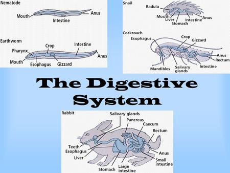 The Digestive System. WALL OF THE DIGESTIVE TRACT A. Mucosa - mucous epithelium B. Submucosa - connective tissue C. Muscularis - 2 or 3 layers of smooth.