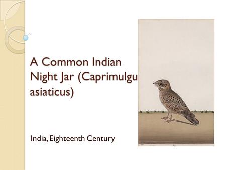 A Common Indian Night Jar (Caprimulgu asiaticus) India, Eighteenth Century.