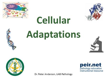 Cellular Adaptations Dr. Peter Anderson, UAB Pathology.