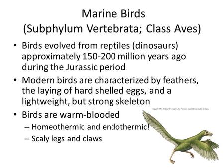 Marine Birds (Subphylum Vertebrata; Class Aves)
