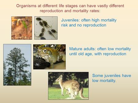 Organisms at different life stages can have vastly different reproduction and mortality rates: Juveniles: often high mortality risk and no reproduction.