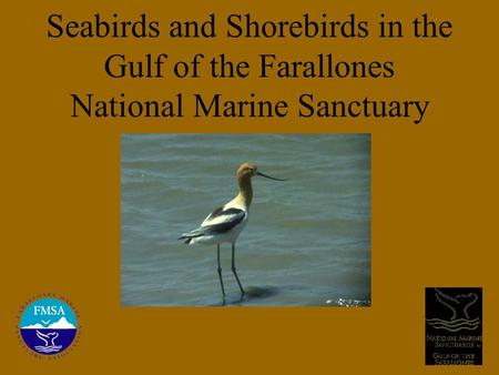 Seabirds and Shorebirds in the Gulf of the Farallones National Marine Sanctuary.