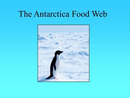The Antarctica Food Web. What is a Food Web? It is different to a basic food chain. It is a more complex food chain which make cross over between species.