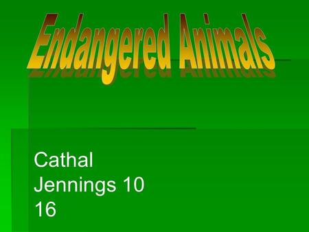 Endangered Animals Cathal Jennings 10 16.