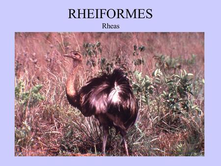 RHEIFORMES Rheas. STRUTHIONIFORMES Ostrich CASSUARIIFORMES emus and cassowaries.