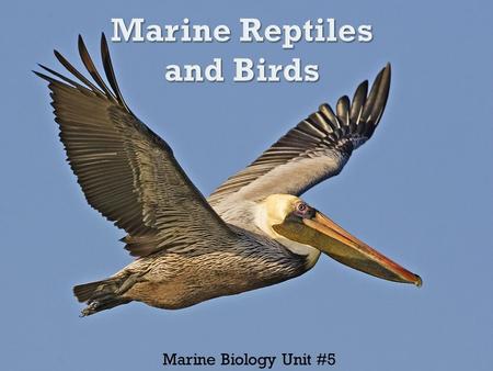 Marine Biology Unit #5.  Vertebrates  Scaly skin  Lay eggs  Reptiles found in subtropics and tropics  Birds found from tropics to polar seas.