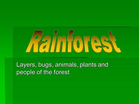 Layers, bugs, animals, plants and people of the forest.