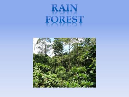 Our habitat is the Rainforest. It is usually hot and rainy. It rains every day in the rainforest. The Rainforest has tall trees and has 3 layers called.