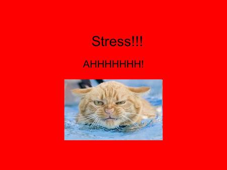 Stress!!! AHHHHHHH!.