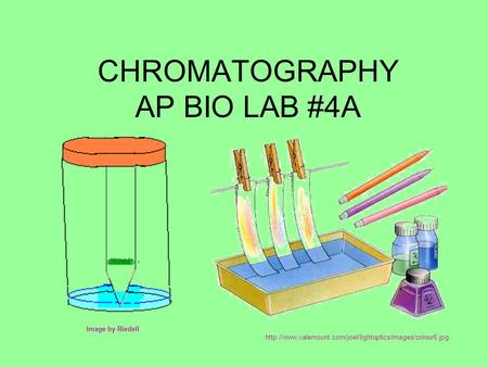 CHROMATOGRAPHY AP BIO LAB #4A Image by Riedell