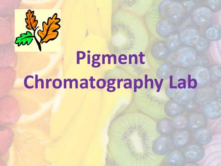 Pigment Chromatography Lab