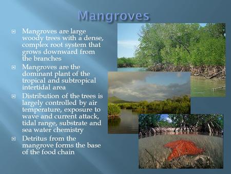  Mangroves are large woody trees with a dense, complex root system that grows downward from the branches  Mangroves are the dominant plant of the tropical.