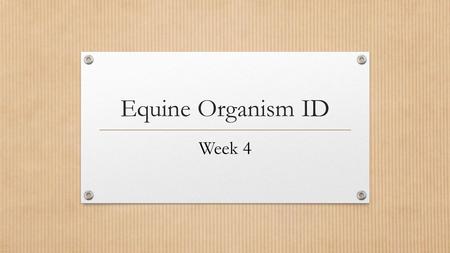 Equine Organism ID Week 4. Rabies AKA: N/A Classification: Viral (Contagious Bite)