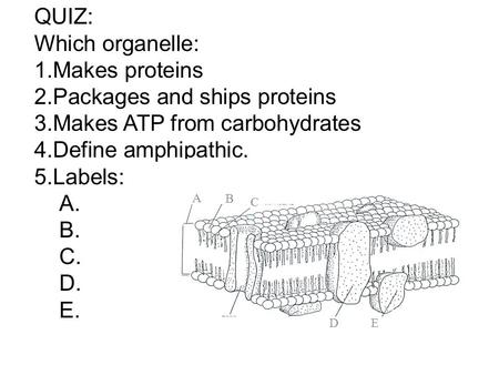 Packages and ships proteins Makes ATP from carbohydrates
