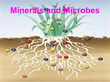 Minerals and Microbes.