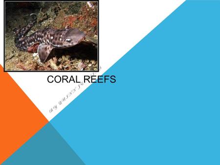 CORAL REEFS BY QUINN JENKINS. Salt water biome with many plants and animals Coral reef CORAL REEFS.