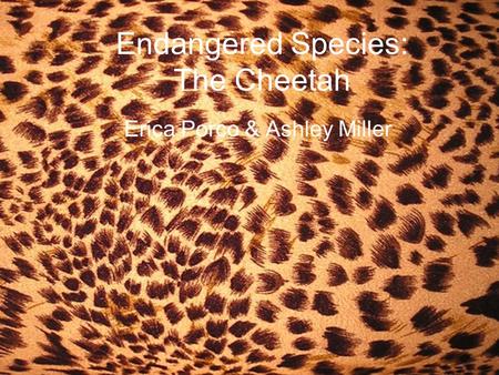 Endangered Species: The Cheetah