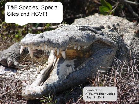 T&E Species, Special Sites and HCVF! Sarah Crow ATFS Webinar Series May 16, 2013.
