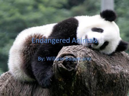Endangered Animals By: William Baquerano. Basic Unit Questions What does endangered mean? What kind of animals are endangered? How do animals become endangered?