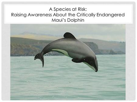 A Species at Risk: Raising Awareness About the Critically Endangered Maui’s Dolphin.