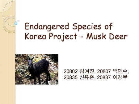 Endangered Species of Korea Project - Musk Deer 20802 김여진, 20807 백민수, 20835 신유준, 20837 이강무.