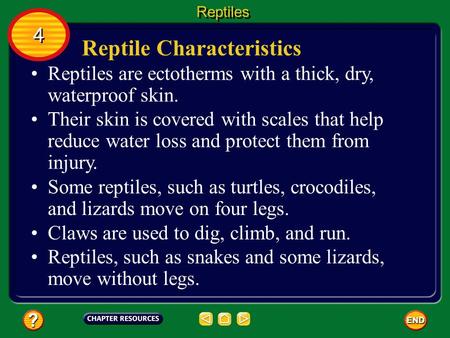 Reptile Characteristics