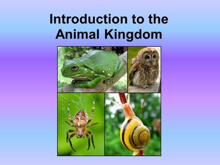 Introduction to the Animal Kingdom. Which of these is an “animal”?