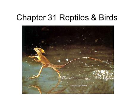 Chapter 31 Reptiles & Birds. Evolution Hylonomus (hylo- forest + nomos wanderer) earliest known reptile lived 315 MYA - about 12 inches long - Dinosaurs.