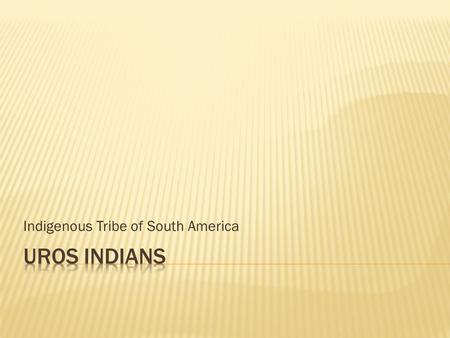 Indigenous Tribe of South America.  The Uros tribe lives high in the Peru and Bolivia in the Andes and on Lake Titicaca on islands.  They were forced.